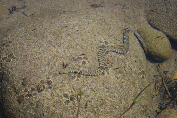 natrice_tassellata_092.jpg