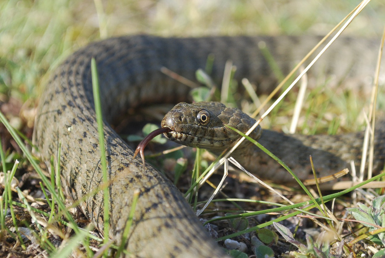 natrice_tassellata_093.jpg