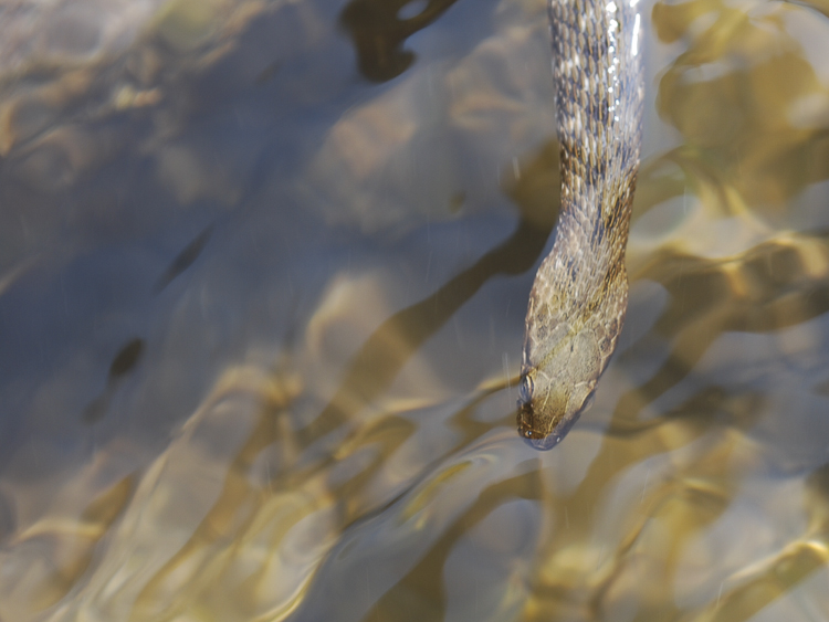 natrice_tassellata_095.jpg