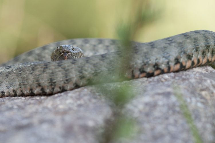 natrice_tassellata_096.jpg