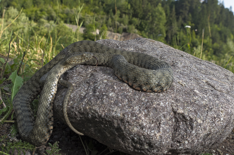 natrice_tassellata_097.jpg
