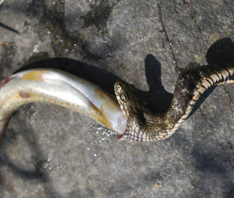 natrice_tassellata_098.jpg