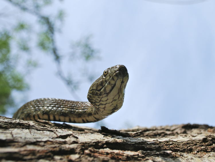 natrice_tassellata_099.jpg
