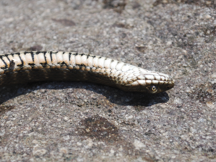 natrice_tassellata_100.jpg