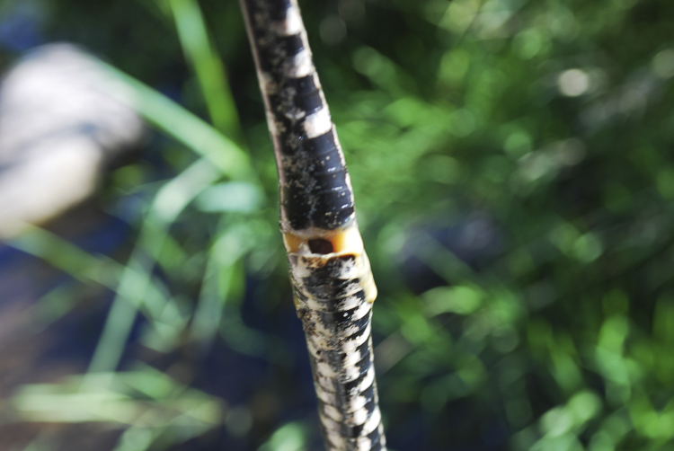 natrice_tassellata_102.jpg
