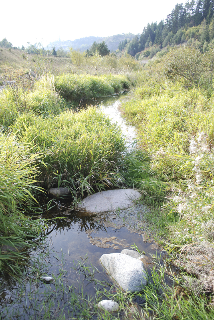 natrice_tassellata_103.jpg