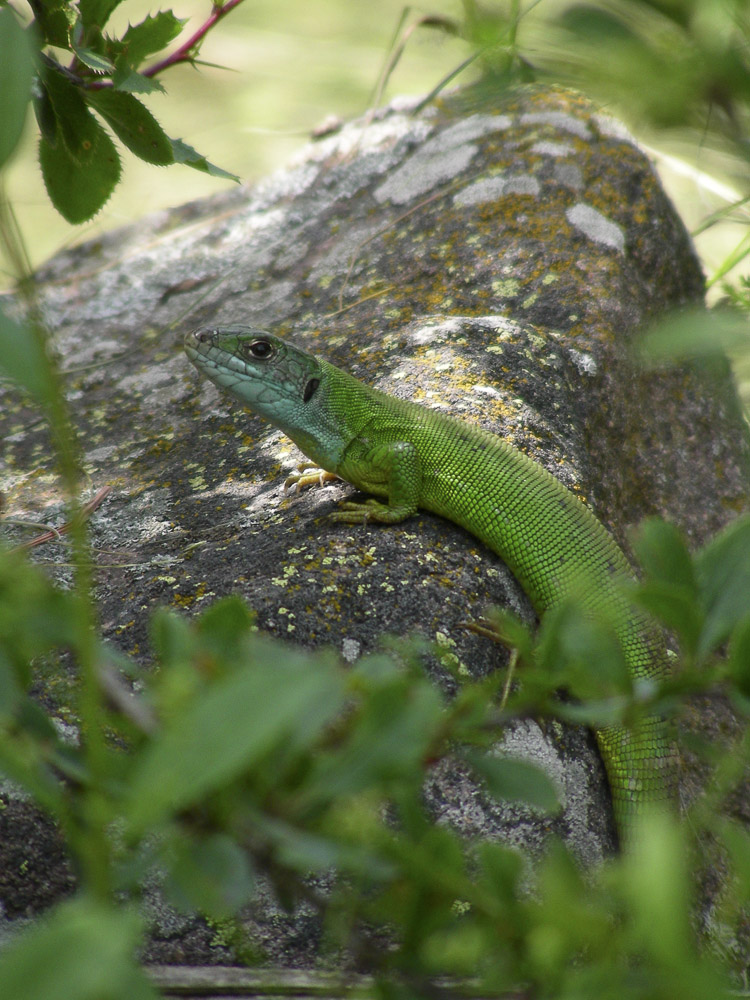 ramarro_occidentale_094.jpg