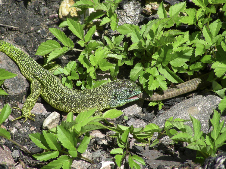 ramarro_occidentale_104.jpg