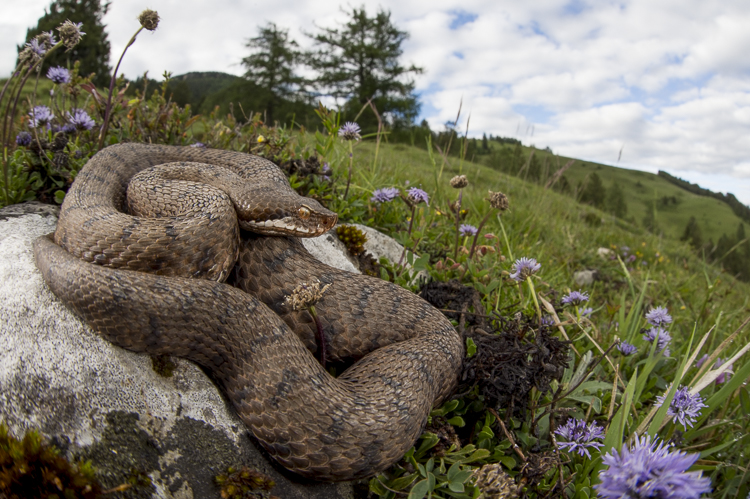 vipera_aspis_088b.jpg