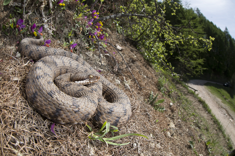 vipera_aspis_090.jpg
