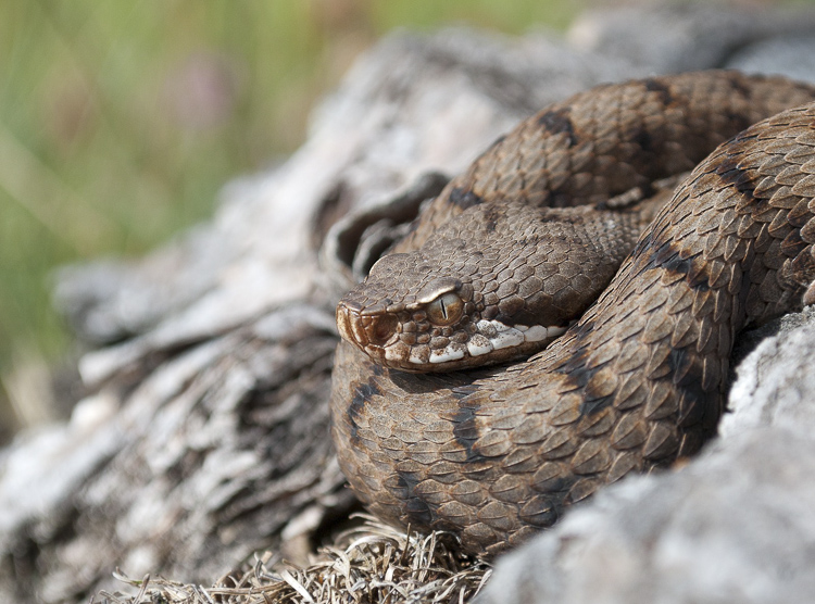 vipera_aspis_091.jpg