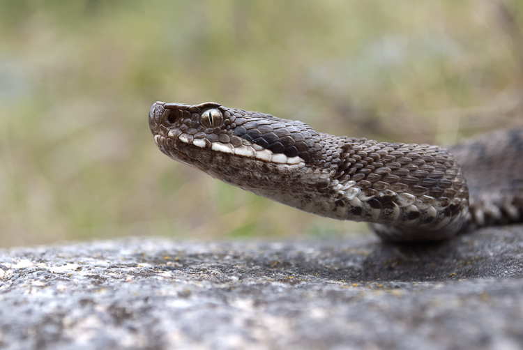 vipera_aspis_092.jpg