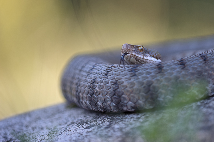 vipera_aspis_093.jpg