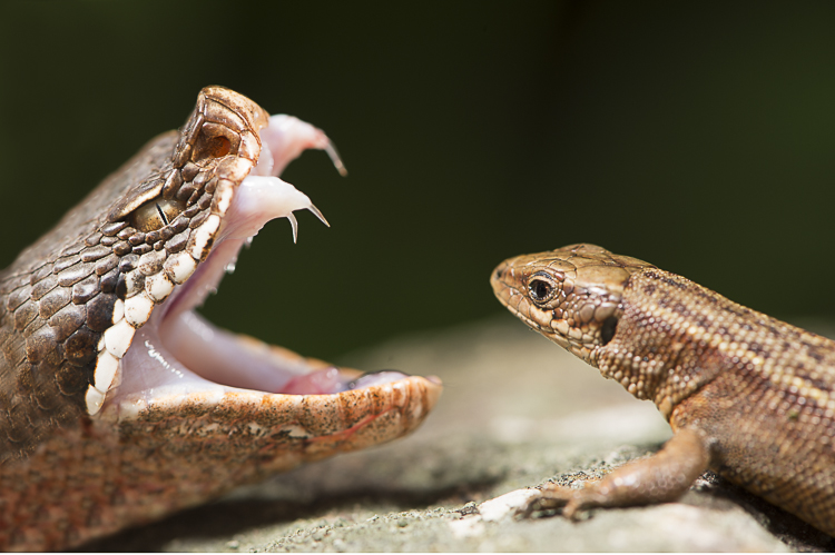 vipera_aspis_094.jpg