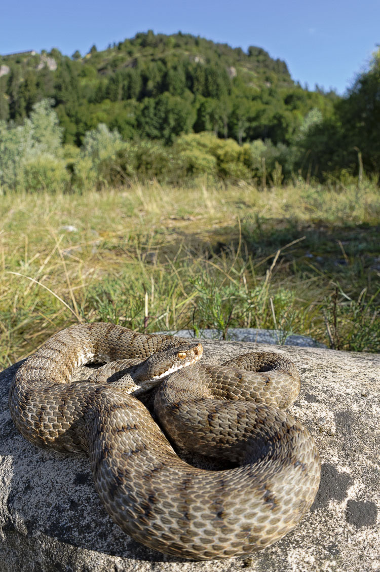 vipera_aspis_095.jpg