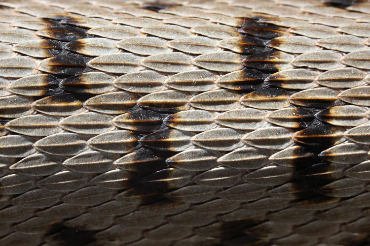 vipera_aspis_095b.jpg