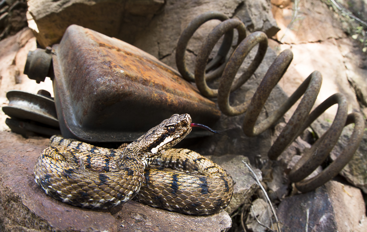vipera_aspis_095d.jpg