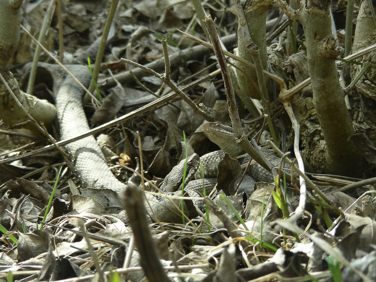 vipera_aspis_097.jpg
