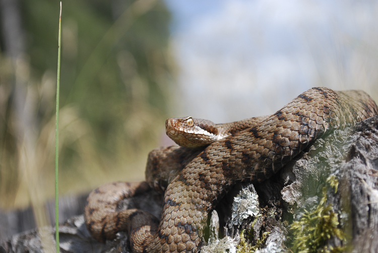 vipera_aspis_098.jpg