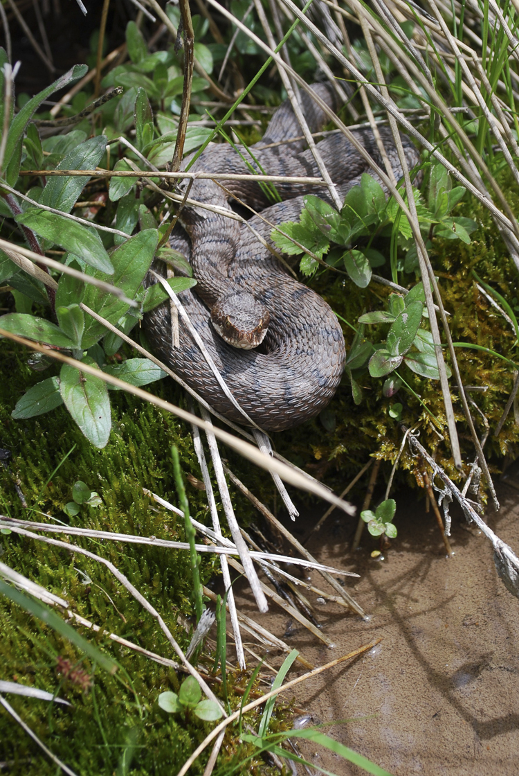 vipera_aspis_098_001.jpg