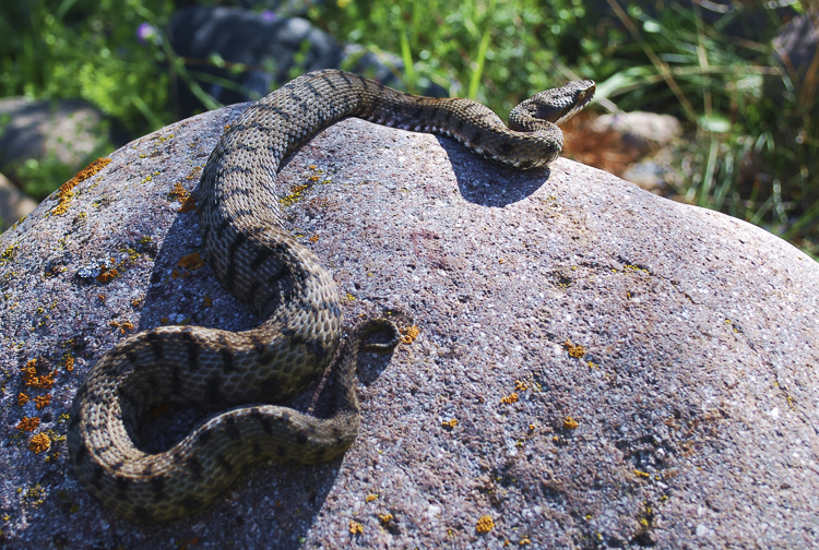vipera_aspis_098_002.jpg