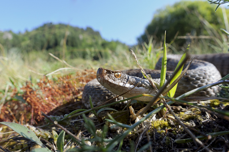 vipera_aspis_099.jpg