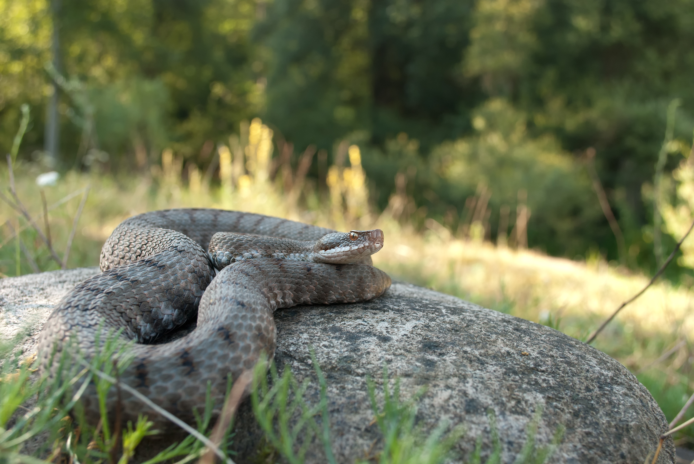 vipera_aspis_100.jpg