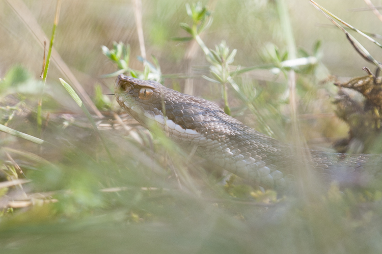 vipera_aspis_101.jpg