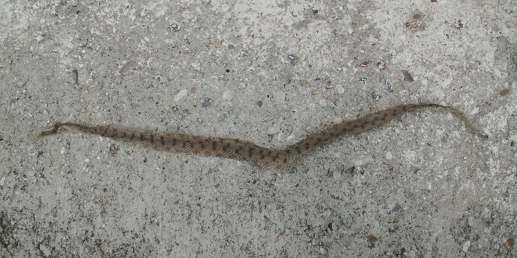 vipera_aspis_102.jpg