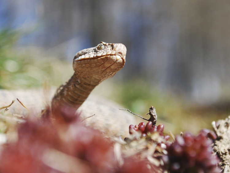 vipera_aspis_103.jpg