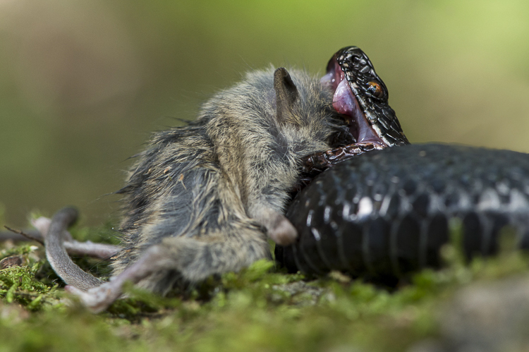 vipera_berus_058.jpg