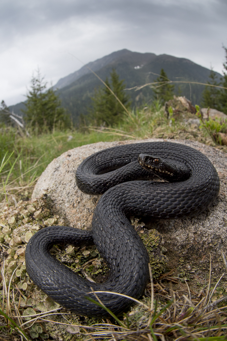 vipera_berus_060.jpg
