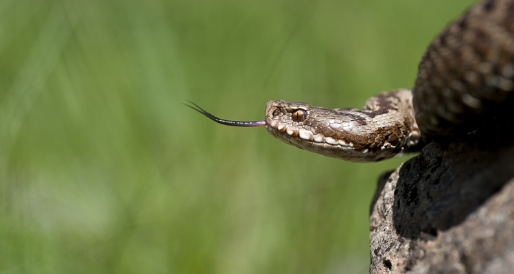 vipera_berus_061.jpg