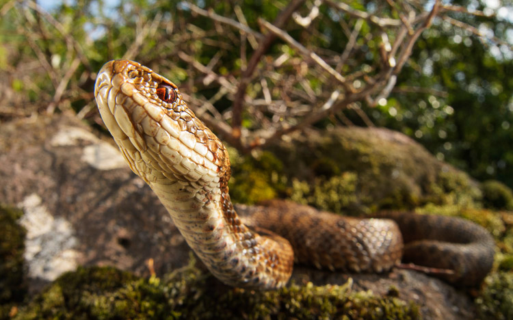 vipera_berus_063.jpg
