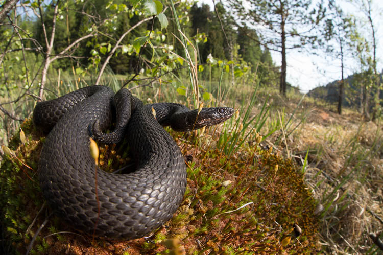vipera_berus_065.jpg