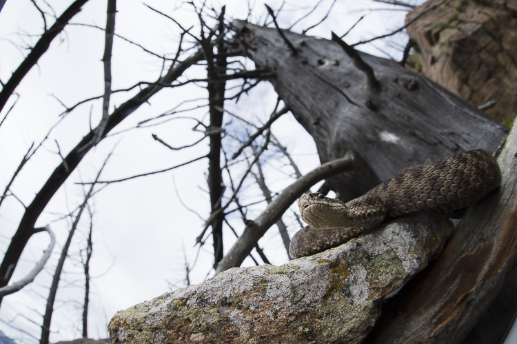 vipera_berus_069.jpg