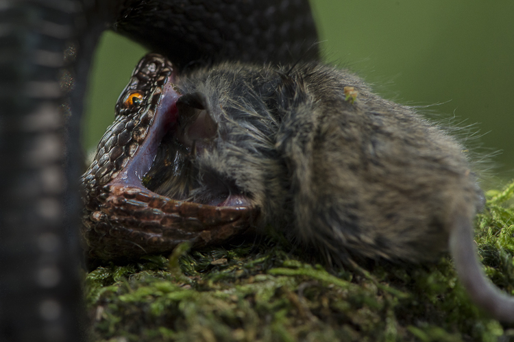 vipera_berus_070.jpg