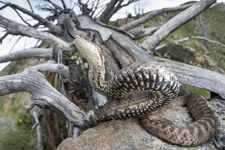 vipera_berus_072.jpg