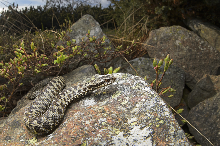 vipera_berus_086.jpg