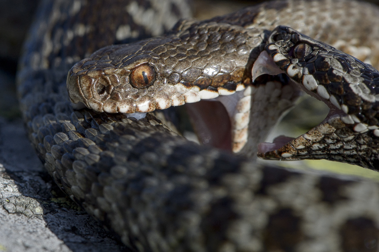 vipera_berus_087.jpg