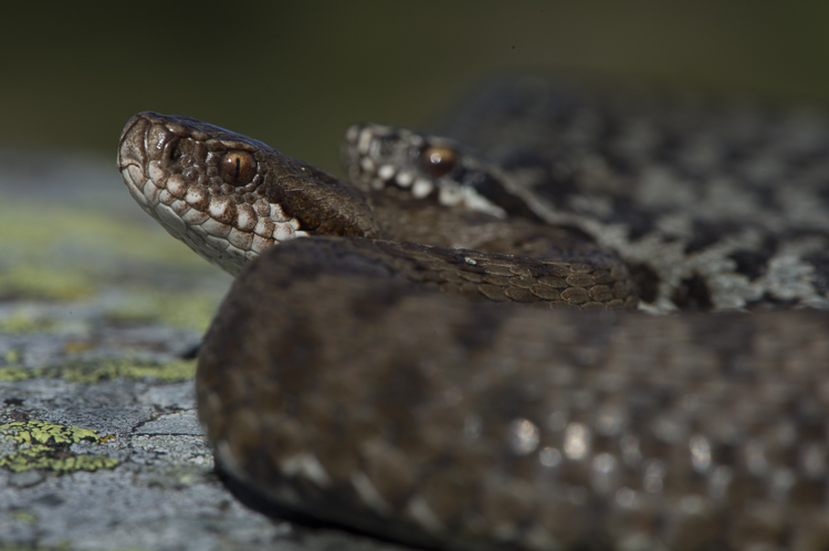 vipera_berus_088.jpg