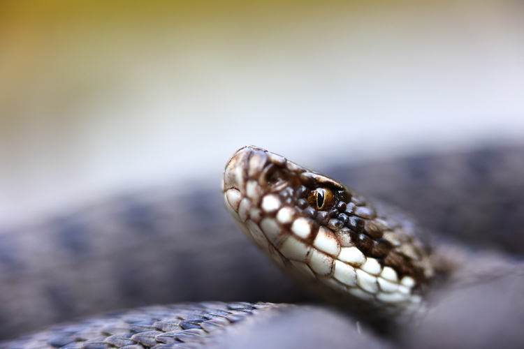 vipera_berus_088b.jpg
