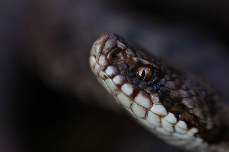 vipera_berus_088c.jpg