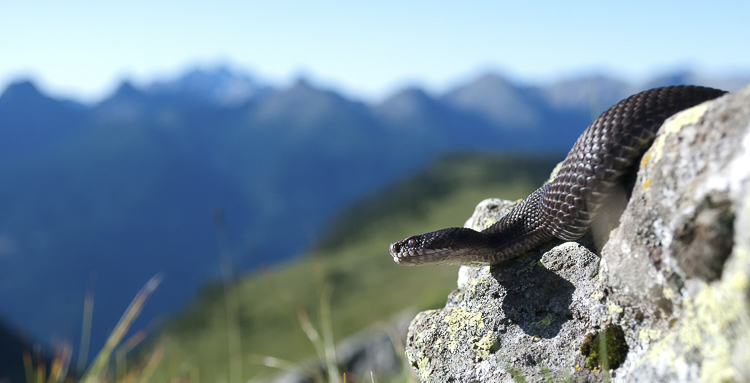 vipera_berus_089.jpg