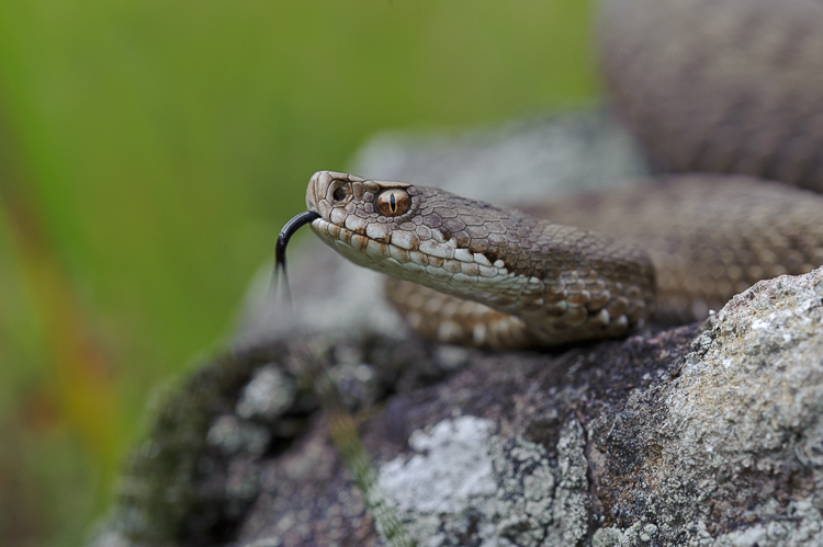 vipera_berus_091.jpg