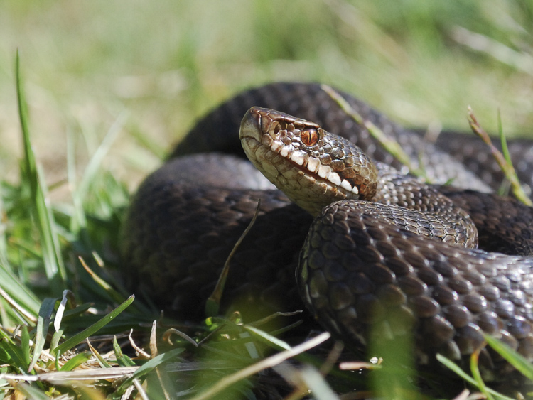 vipera_berus_092.jpg