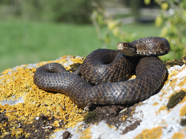 vipera_berus_093.jpg