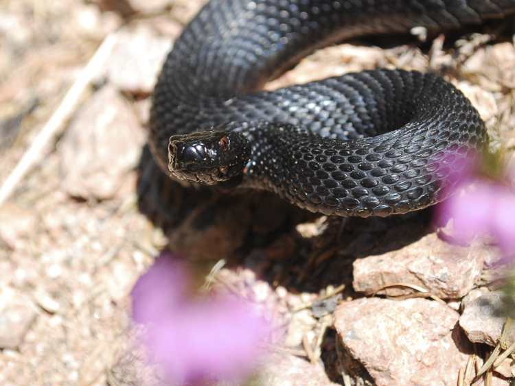 vipera_berus_094.jpg