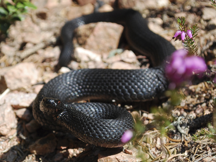 vipera_berus_095.jpg