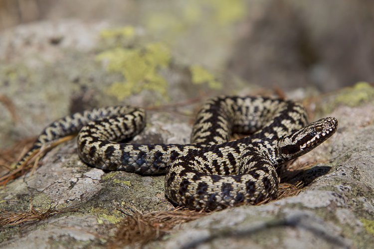 vipera_berus_096.jpg